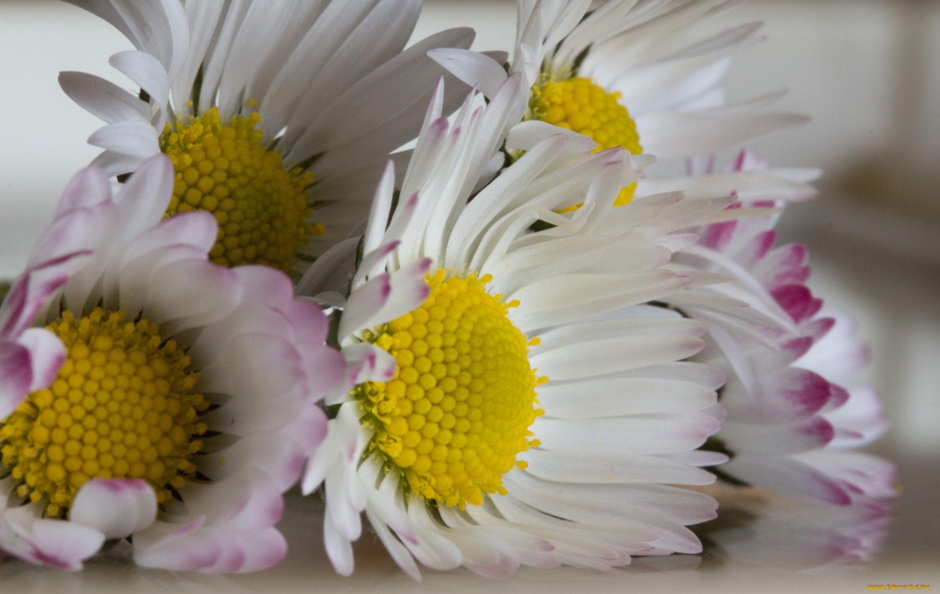 helen davies, , 